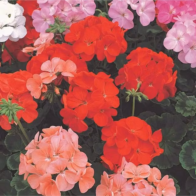 Plants By Post Mixed Geraniums, 12 Garden Ready Hardy Perennial Plants in Pink and Red