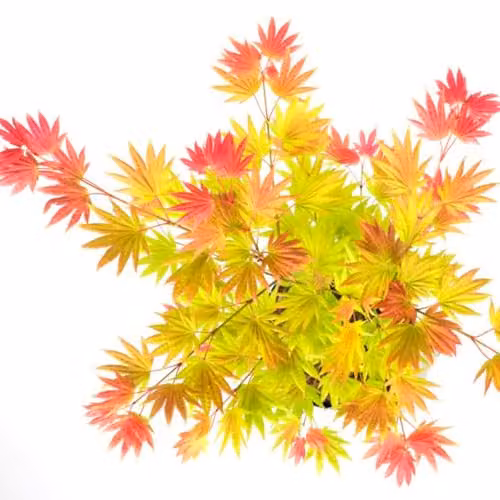Thompson and Morgan Acer Shirasawanum Colour-Changing Japanese Maple Hardy Deciduous Ornamental Shrub, 3 Litre – 3
