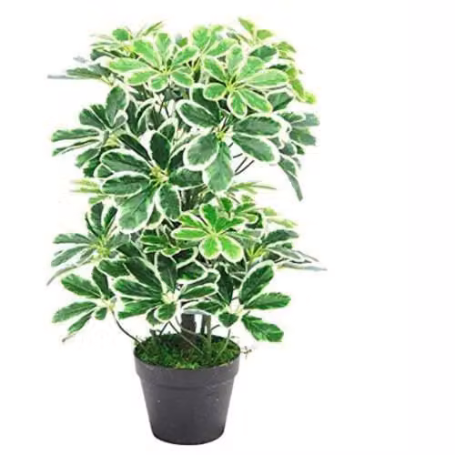 Leaf Potted Variegated Artificial Schefflera Arboricola Plant, Green, Height: 55 cm