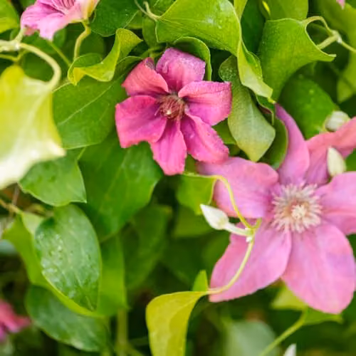 Thompson and Morgan Clematis Bridgewater Hardy Perennial Climber, Pink Summer Flowers, 2 x 3 Ltr Potted Plants – 3