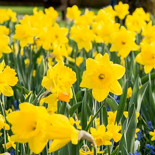 GreenBrokers Big Value Pack Daffodil Bulbs, Yellow and Multicolour Spring Flower Bulbs – 3