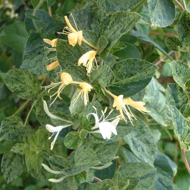 Plants By Post Lonicera Japonica Mint Crisp Climber Plant, Creamy White and Yellow