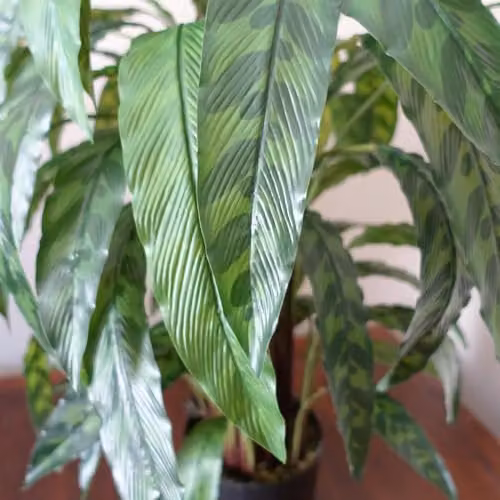 Leaf Design UK Variegated Artificial Calathea Plant in Green, Height: 90 cm – 3