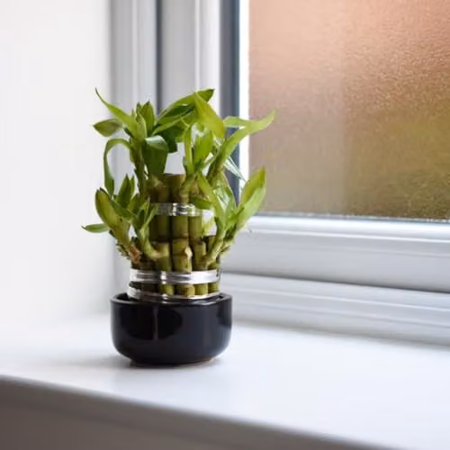 Thompson & Morgan Dracaena sanderiana Lucky Bamboo Green Indoor Potted Plant, Pot Diameter: 12 cm – 2