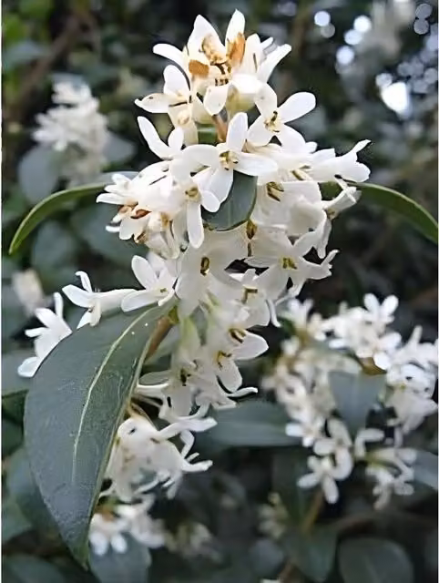 Direct Plants Osmanthus Burkwoodii Fragrant Evergreen Ornamental Shrub, White