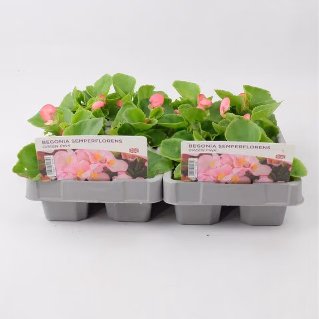 Plants By Post Begonia Semperflorens Pink and Green Bedding Plants, 6 Pack