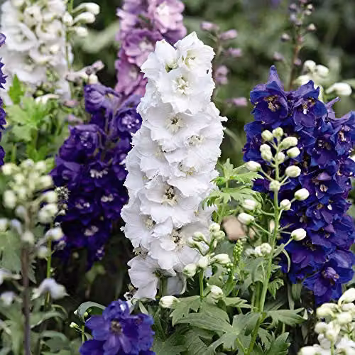 Thompson and Morgan Magic Fountains Mix Delphinium Hardy Perennial Garden Plants, 12 x Garden Ready Plug Plants, Multicolour