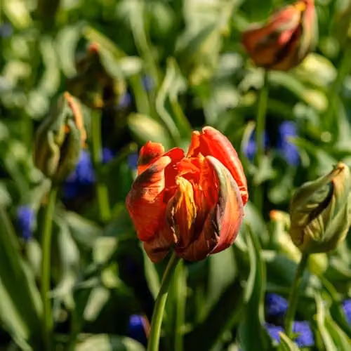 Thompson and Morgan Nurseryman's Choice Tulip Bulbs, Vibrant Multicolour Spring Flowering Mix for Borders and Containers, 8 Bulbs – 4