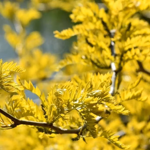 Direct Plants Gleditsia Sunburst Honey Locust Ornamental Tree, Gold, 7.5 Litre Pot