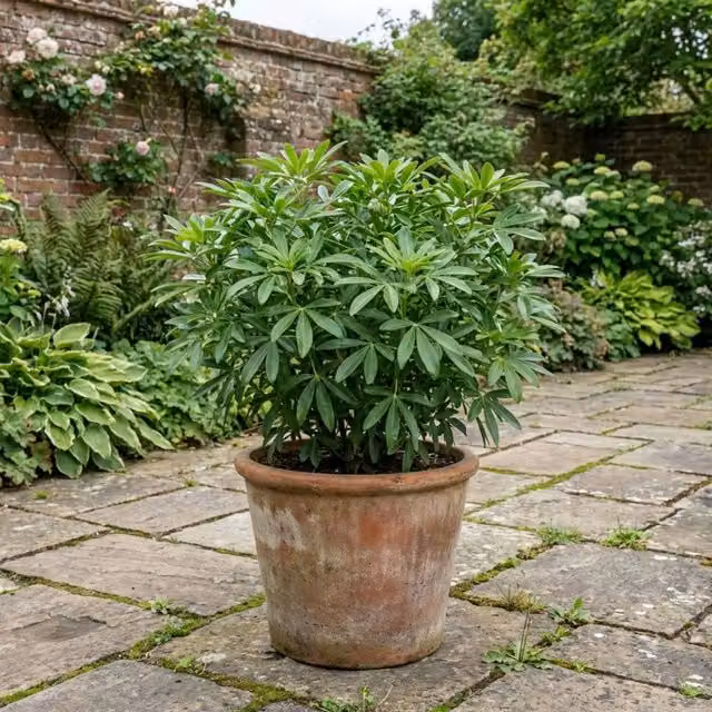 Plants By Post Choisya Greenfingers Fragrant Ornamental Shrub, Green and White, 3L Pot