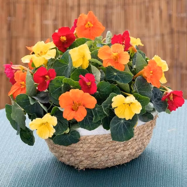 Unwins Nasturtium Baby Fiesta Mix Red and Multicolour Flower Seeds