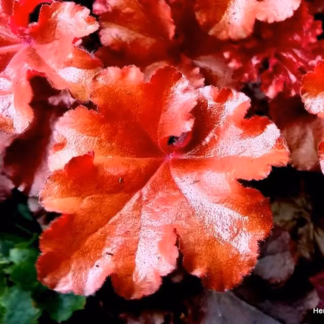 Plants By Post Heuchera Boysenberry Purple Perennial Ornamental Plant, 2L