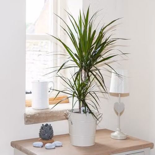 YouGarden Dracaena Marginata 2 Stem Green Indoor Houseplant, Height: 30 cm, Pot Diameter: 17 cm