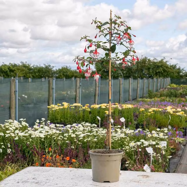 Marshalls Garden Fuchsia Snowcap Standard Red and White Perennial Plant