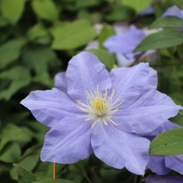 Plants By Post Clematis Zara Evipo062 Pale lavender-blue climbing ornamental garden plant
