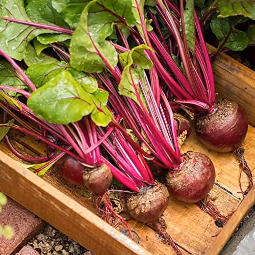 Thompson and Morgan Red Ace F1 Hybrid Globe Beetroot Seeds, 150 Seeds