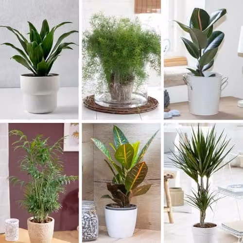 YouGarden Houseplant Collection of Six Evergreen Indoor Plants in 12cm Pots – 1