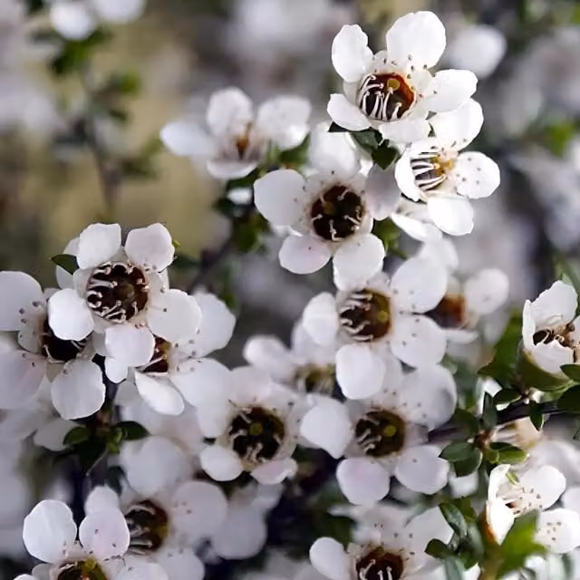 Direct Plants Leptospermum Leonard Wilson Evergreen Ornamental Garden Shrub, Red