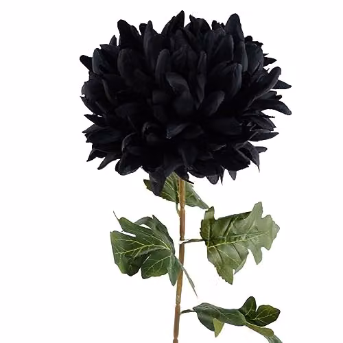 Leaf Design Black Artificial Extra Large Reflex Chrysanthemum Stem Flowers, Height: 75 cm – 5