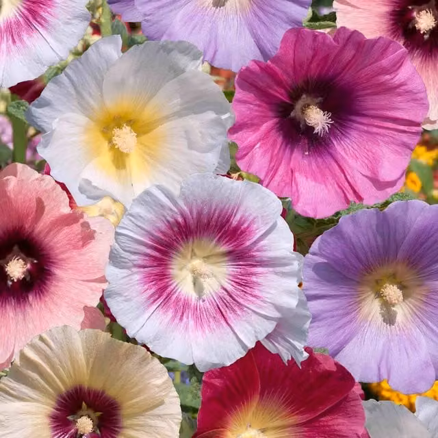 Marshalls Garden Hollyhock Halo Mix Pink and Multicolour Perennial Plants, Pack of 6