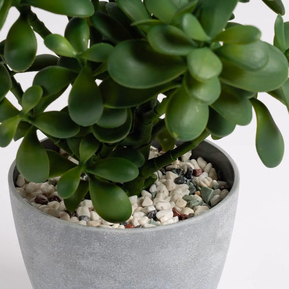 Scottish Everlastings Ltd Green Jade Succulent Plant in a Grey Round Pot for Indoor or Outdoor Use, Height: 41 cm – 3