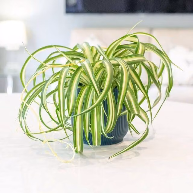 Primrose Bonnie Variegated Spider Plant Chlorophytum Comosum in a 12cm Pot, Height: 25 cm, Green