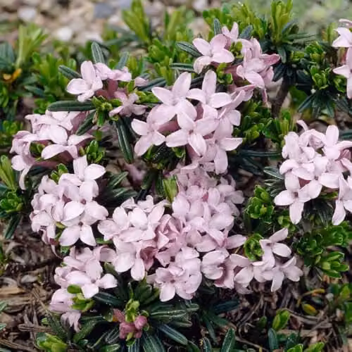 YouGarden Daphne Pink Fragrance Ornamental Shrub, Pink and White, 25cm Tall, 13cm Pot