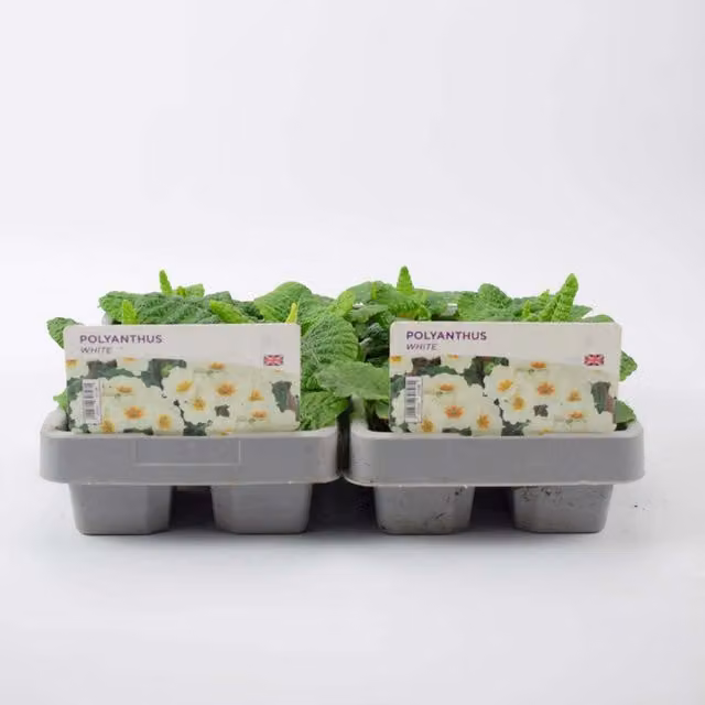 Plants by Post White Polyanthus Bedding Plants, 12 Pack