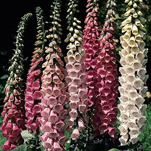 Thompson and Morgan Foxglove Excelsior Hybrid Mixed Flower Seeds, 2500 Seeds