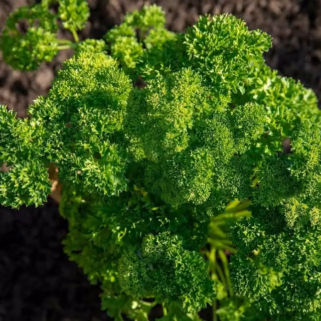 Marshalls Garden Parsley Petroselinum Green Potted Herb Plant