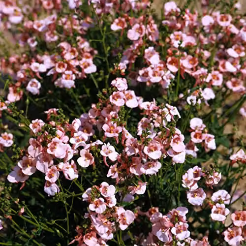 Thompson and Morgan Diascia barberae Apricot Queen Flower Seeds, 80 Seeds