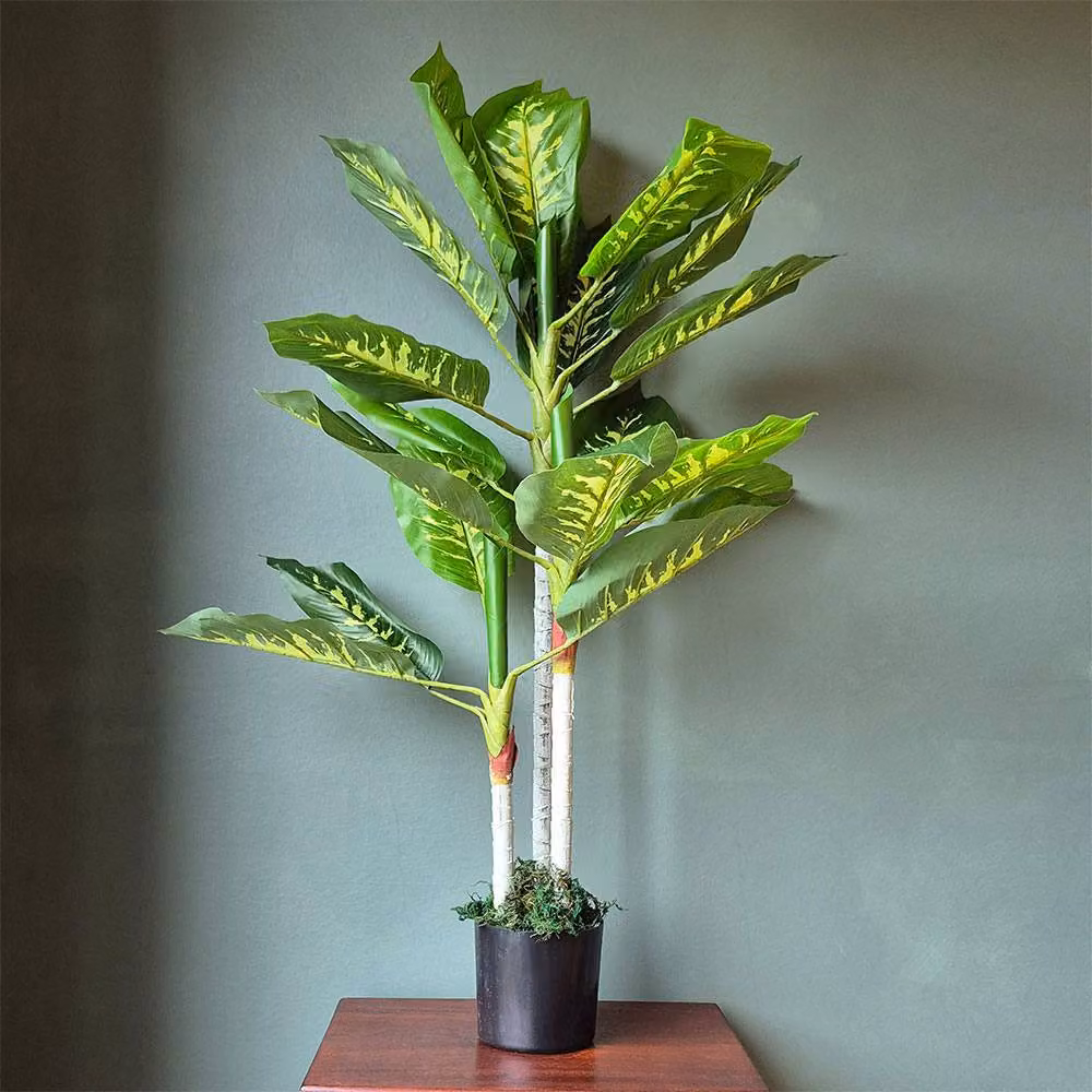 Voltico Artificial Dieffenbachia Tree in Pot, Green, Height: 100 cm – 2