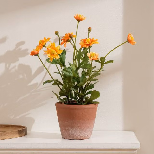 Scottish Everlastings Ltd Orange Pyrethrum Daisy in a Rustic Ceramic Terracotta Pot