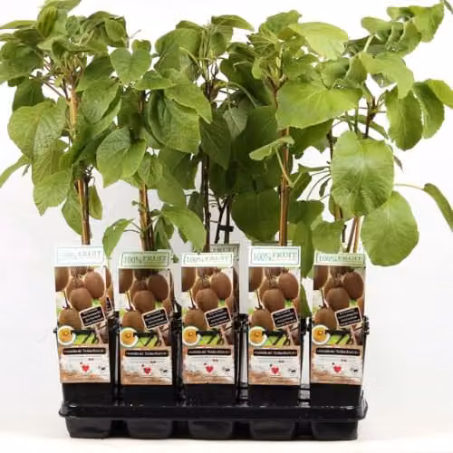 Thompson & Morgan Golden Kiwi Actinidia chinensis Fruit Plant, 2 Litre Pot – 2