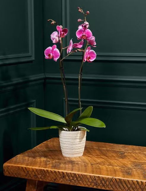M&S Flower Market Large Purple Phalaenopsis Orchid in a Ceramic Pot