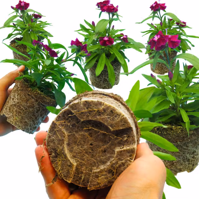 Plants by Post Dianthus Perennial Violet Flowering Plant, Pack of 6
