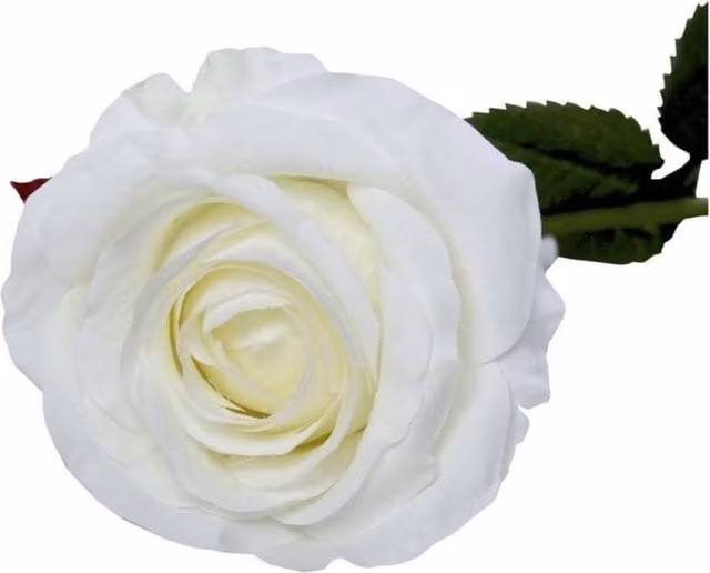 KDMD Small Camelot Open Rose Bridal Ivory White 2 Pack