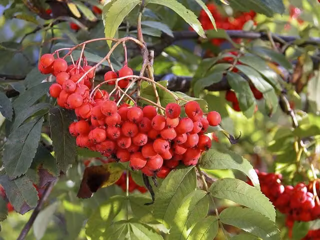 Direct Plants Sorbus Sheerwater Mountain Ash Ornamental Tree, 183 cm Tall, 12 Litre Pot