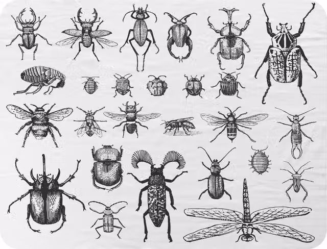 Benjamin Tate Design Fleas Many Species Vintage Hand Drawn Style Fleece Blanket in White and Beige, W/D/H: 120 x 150 cm – 2