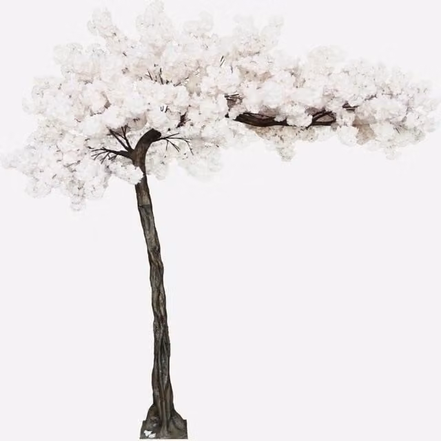 KDMD Pink Cream Blossom Tree with Pink Blossoms, Height: 3.2 m
