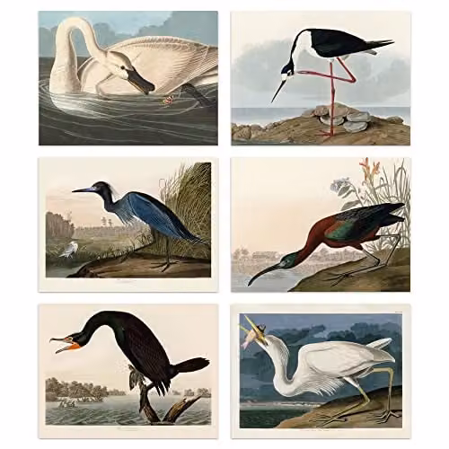 Artery8 Vintage Audubon Birds Collection Set of 6 Unframed Wall Art Paper Posters, Multicolour, W: 30.0 cm, H: 41.0 cm