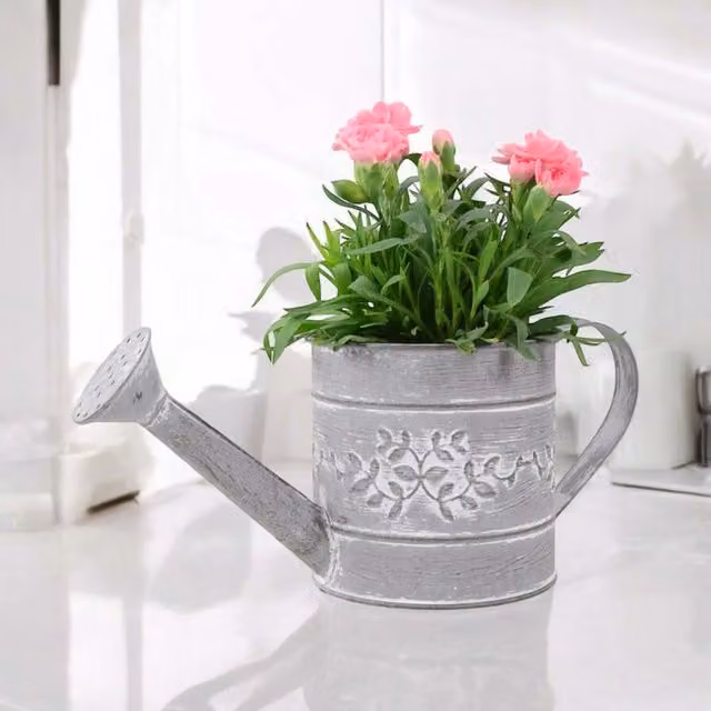 Plants by Post Pink Dianthus Perennial in a Silver Metal Watering Can Planter