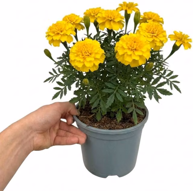Plants By Post Marigold Durango Yellow Summer Bedding Plant, 2L