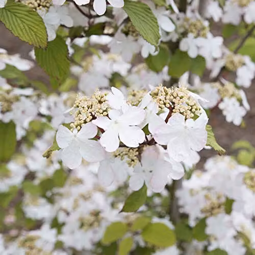Thompson and Morgan Viburnum Plicatum Kilimanjaro Japanese Snowball Plant with White Blooms, 3 Litre Pot – 4