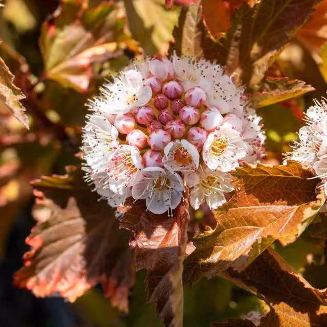 Marshalls Garden Physocarpus Magic Ball Compact Deciduous Ornamental Shrub, Red