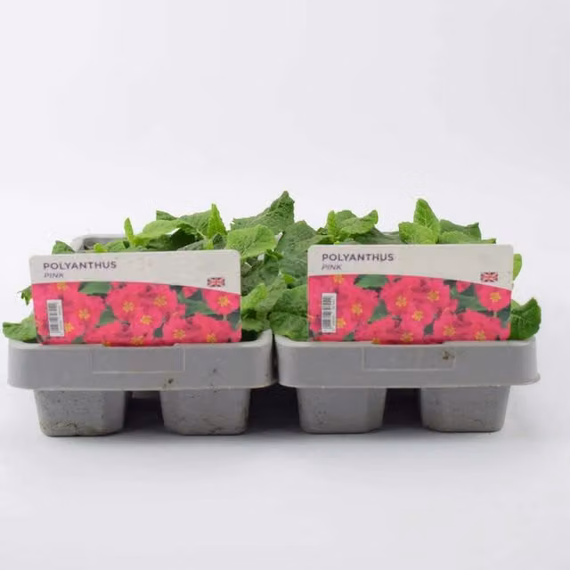 Plants by Post 12 Pack Pink Polyanthus Perennial Garden Plants