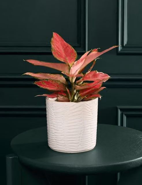 M&S Flower Market Green Aglaonema Indoor Plant in a Round Ceramic Pot