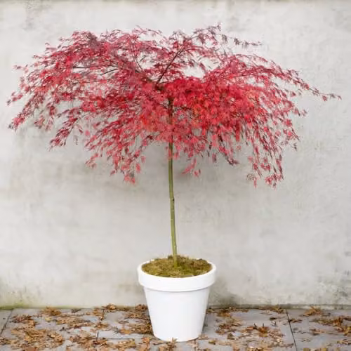 Thompson and Morgan Acer palmatum Emerald Lace Japanese Maple Ornamental Tree with Green and Red Foliage, 3 Litre – 4
