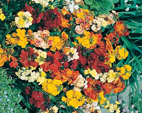 Johnsons WallFlower Monarch Fair Lady Multicolour Ornamental Flower Seeds – 3