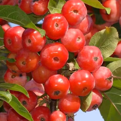 Thompson & Morgan Malus Red Sentinel Crab Apple Tree with White Spring Blossom and Scarlet Winter Fruit, 24cm Potted Plant